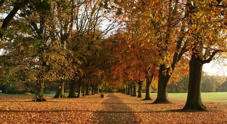 Pathway lined with trees in autumn at Abington Park.