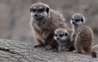 Part of the meerkat enclosure at Northumberland Country Zoo.