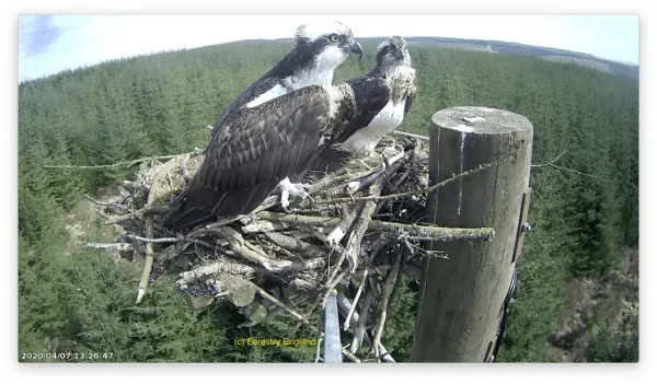 The ospreys nesting at Kielder Water and Forest Park.