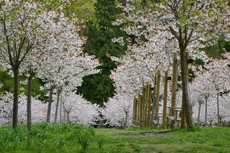 The beautiful Cherry Blossom orchard, with rare cherry trees.