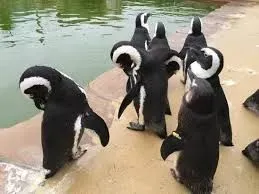 Penguins grooming at Amazon World Zoo Park.