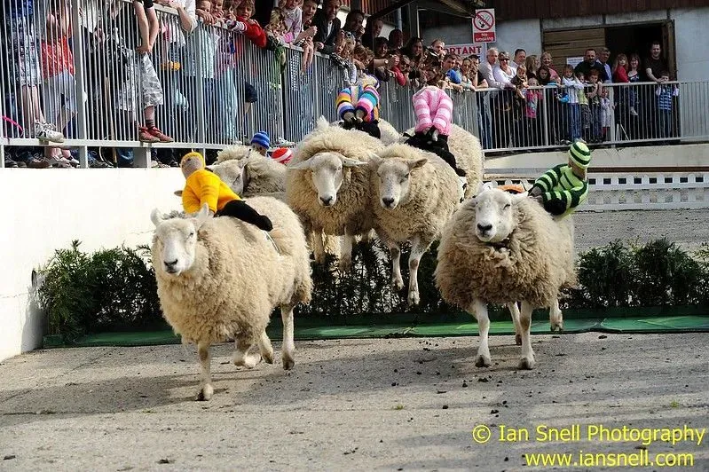 Sheep racing at the BIG Sheep, in action.