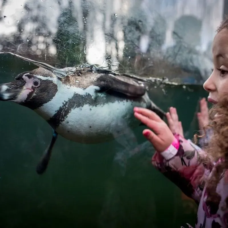 Children looking into the penguin water enclosure at Twycross Zoo.