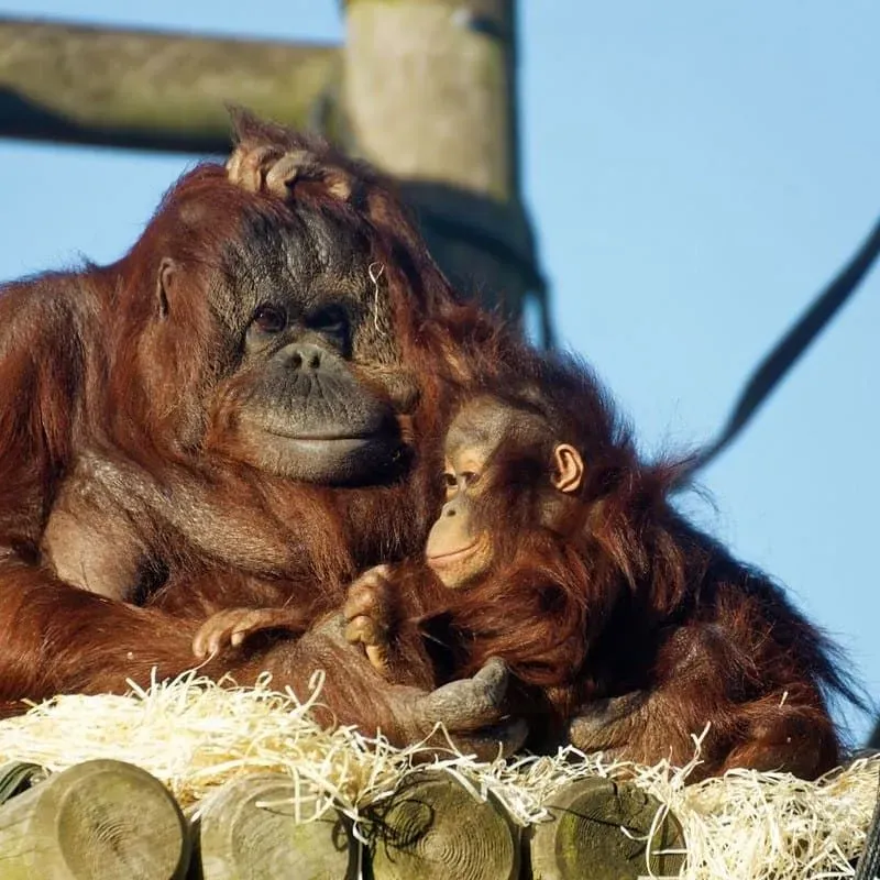 A monkey with its baby at Twycross Zoo.