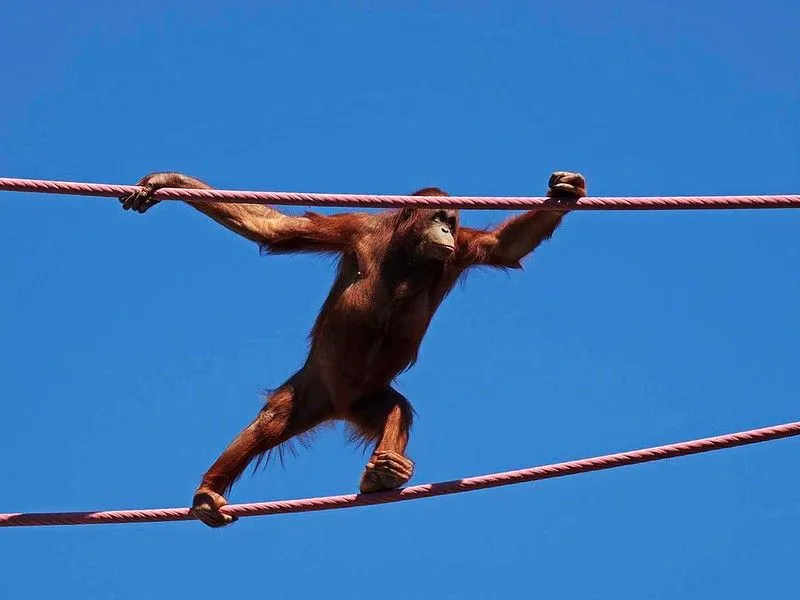 An orangutan walking along ropes at Twycross Zoo.