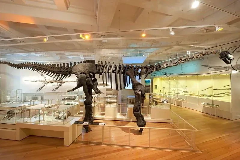 A large dinosaur skeleton on display at New Walk Museum.