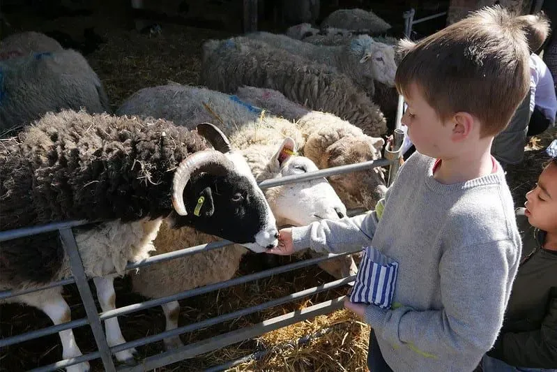 A boy feeding sheep at Stonehurst Family Farm.