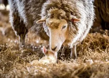 A ewe looks after her lamb.
