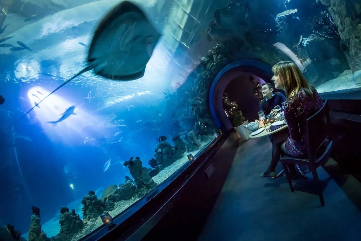 A view of the restaurant at The Deep in Hull, which has glass walls and ceiling with fish and a stingray swimming above.