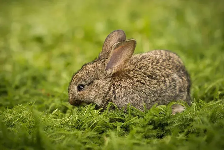 A small rabbit in the grass at Wetheriggs Zoo & Animal Sanctuary..