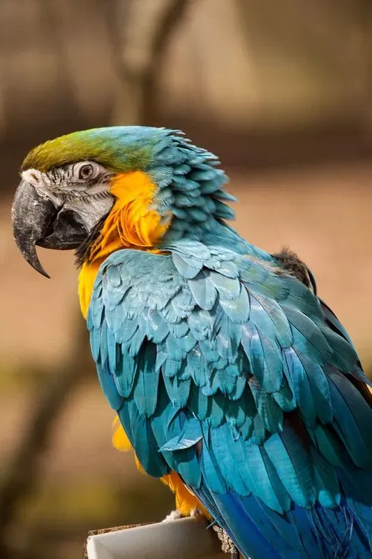 A blue and yellow parrot at Wetheriggs Zoo & Animal Sanctuary.