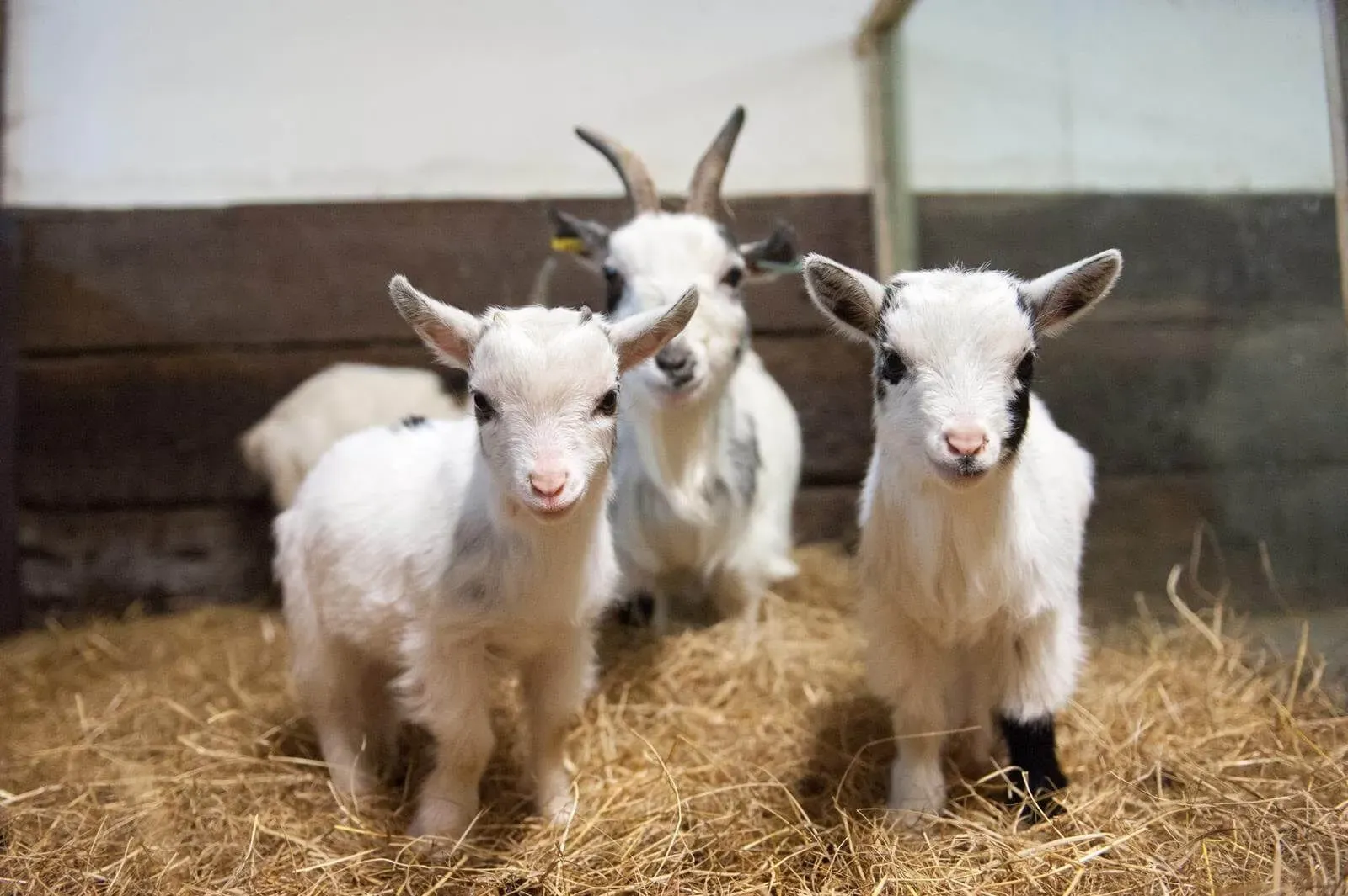 Three white baby goats, two with horns, looking at the camera among the hay in a barn at Wetheriggs Zoo & Animal Sanctuary.
