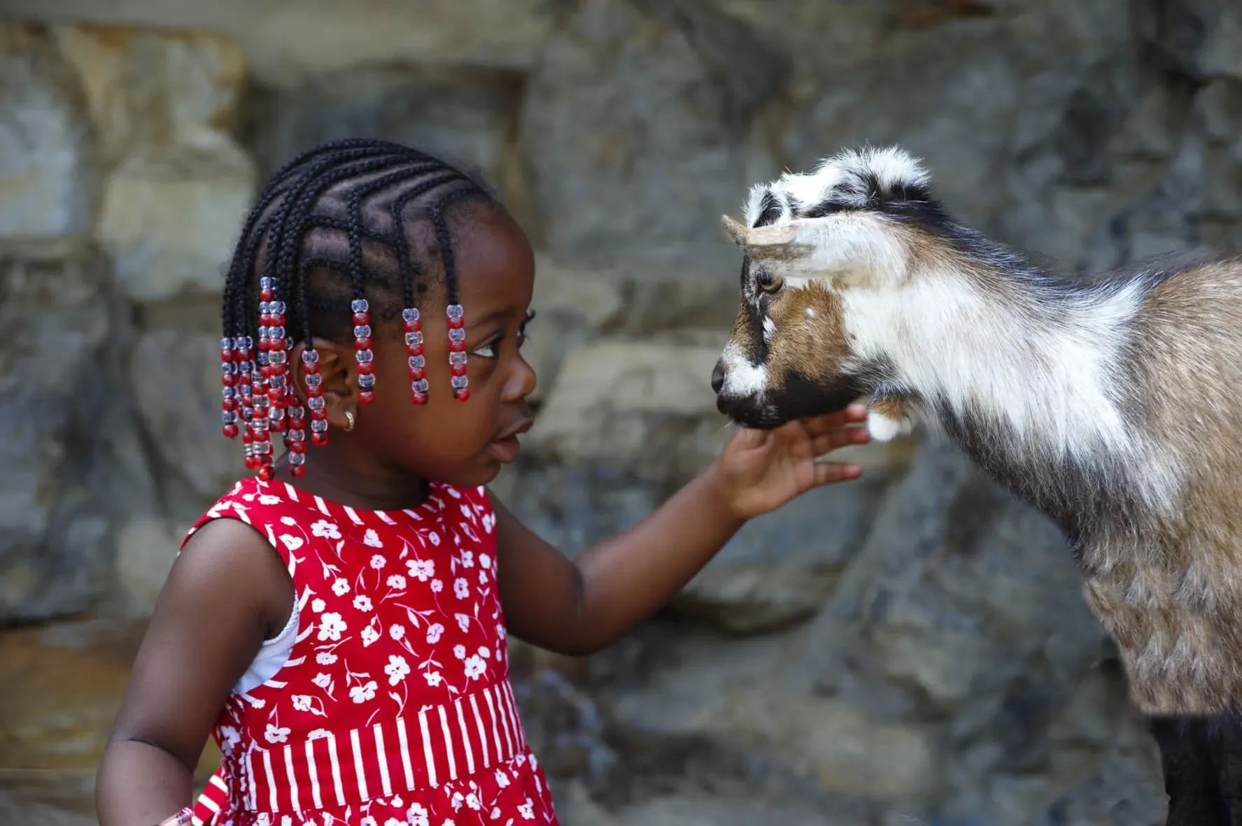 A little girl meets a goat for the first time at a Drusillas Park experience.