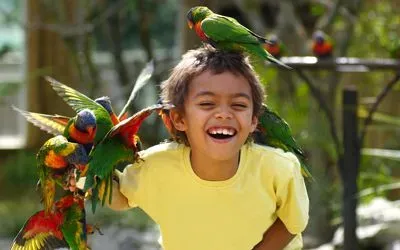 The Australian Rainbow Lorikeets sit on a boy in a yellow t-shirt as they search for nectar at Drusillas Park.