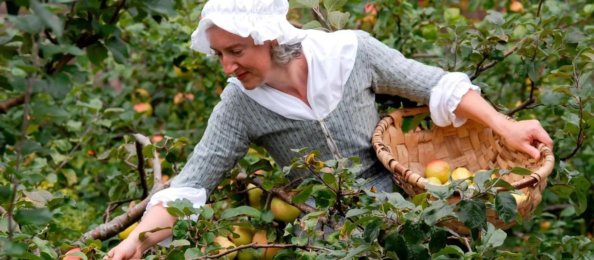 A volunteer in costume as a servant picks apples in the garden of Wordsworth House