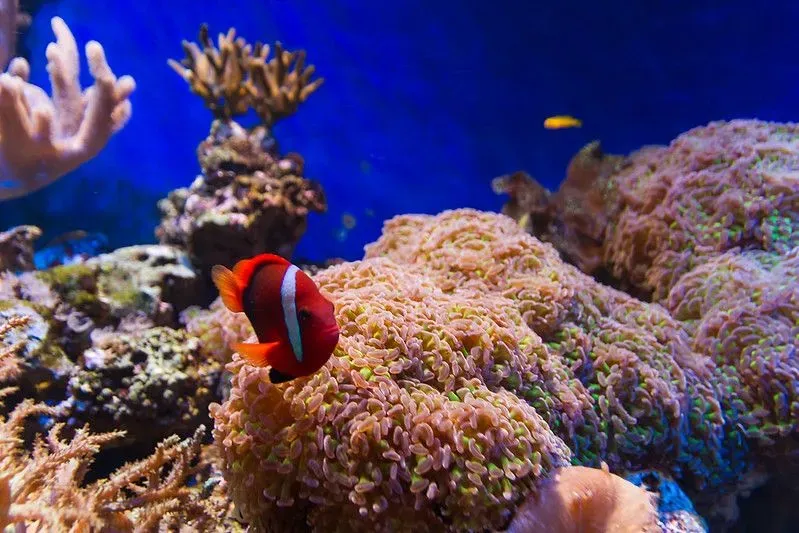 Clownfish in Bristol Aquarium.