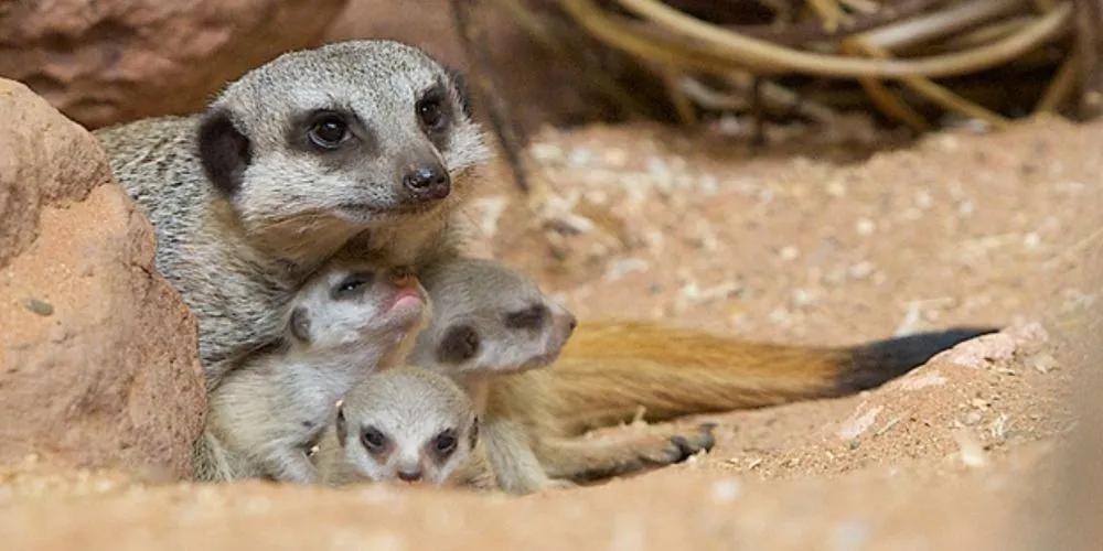 One of the Bristol Zoo Gardens' meerkats, and her babies.