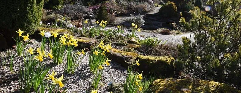 The Rock Garden at the Ness Botanic Gardens featuring yellow daffodils.