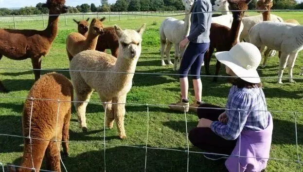 Child wearing a hat crouching down with alpacas in a field.