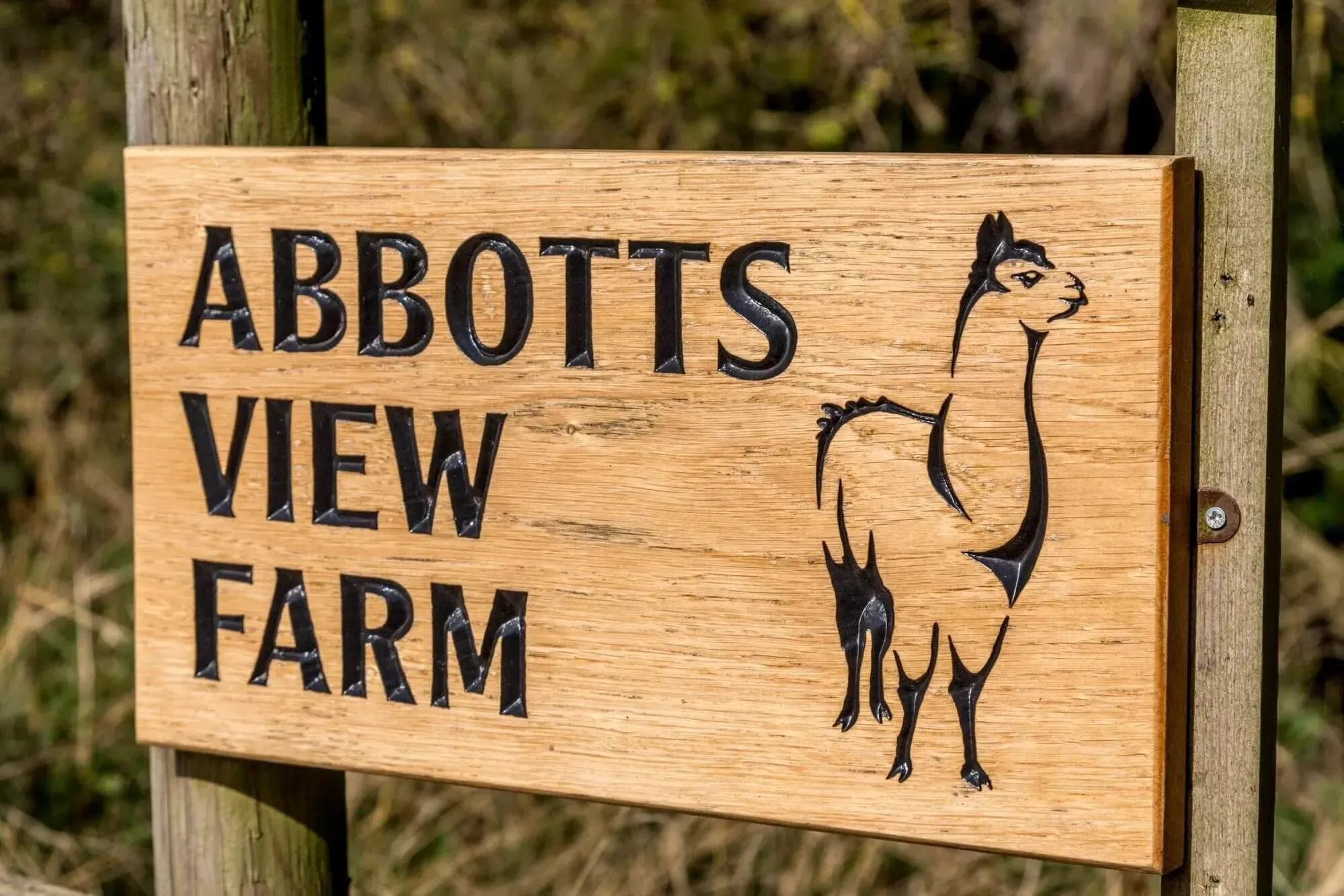 A wooden sign with 'Abbotts View Farm' and a picture of an alpaca on it.