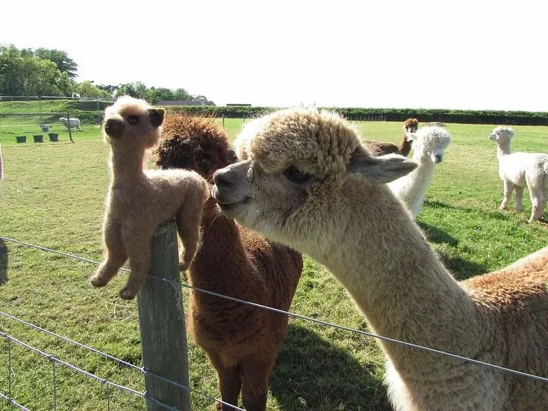 A white alpaca sniffing a fluffy alpaca toy at a fence, in front of other alpacas.