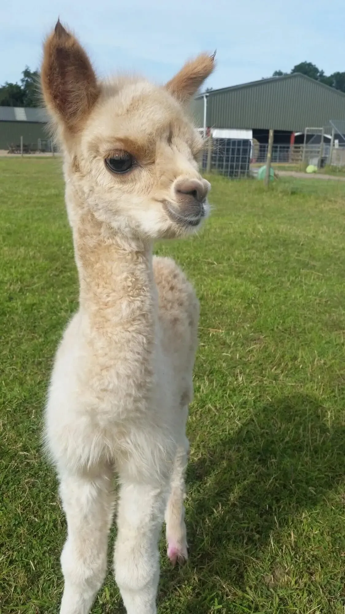 White Alpaca in front of a blue sky and green grass.