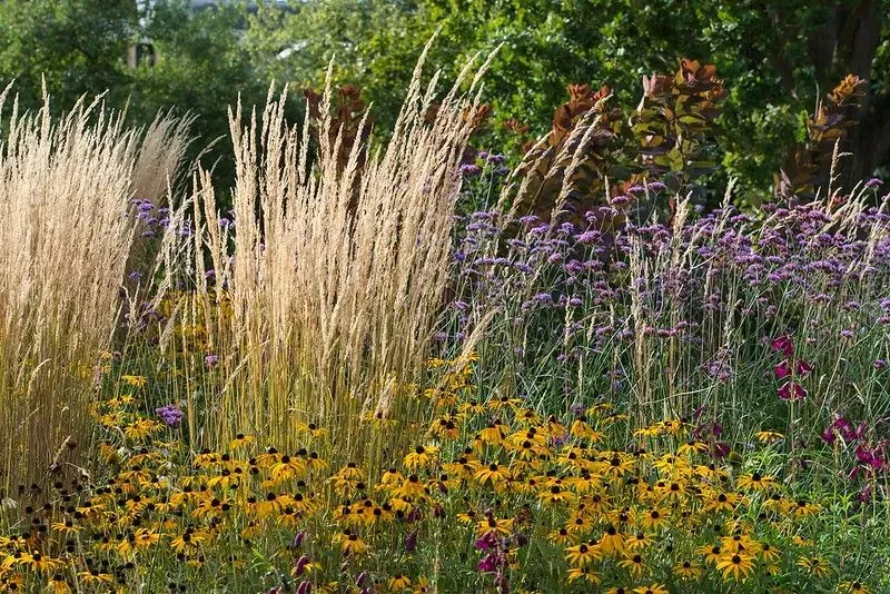 Lavender and sunflowers grown tall at Cambridge Botanic Gardens