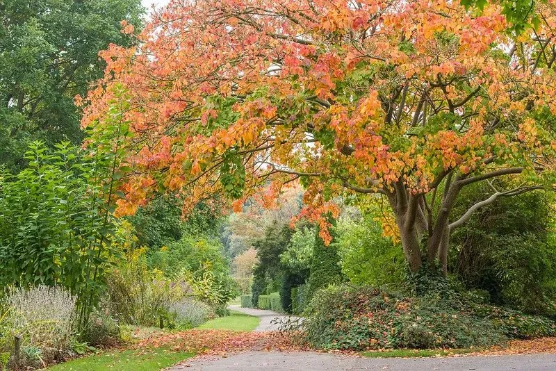 Nature Trail at Cambridge Botanic Garden, autumnal trees overlooking path.