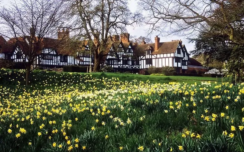 Daffodils in front of Ascott House.