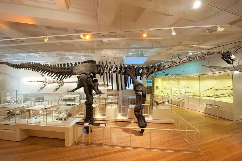 The skeleton of the Rutland Dinosaur exhibited at the Leicester Museum & Art Gallery.