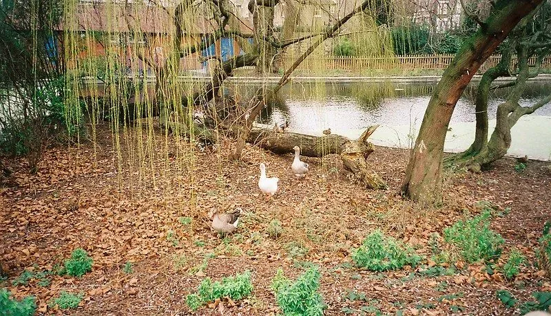 Ducks under a tree.