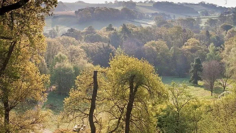 Trees and open green space at Winkworth Arboretum.