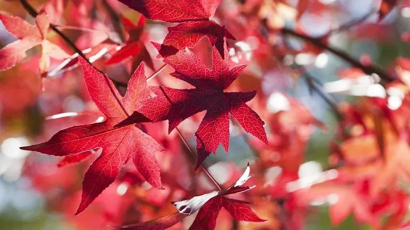Autumnal red leaves at Winkworth Arboretum.