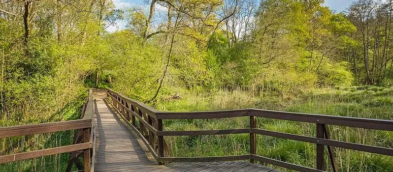 Bridge and open green space at Winkworth Arboretum