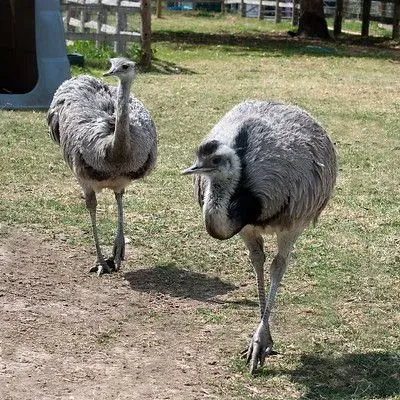 Two ostriches walking on grass.