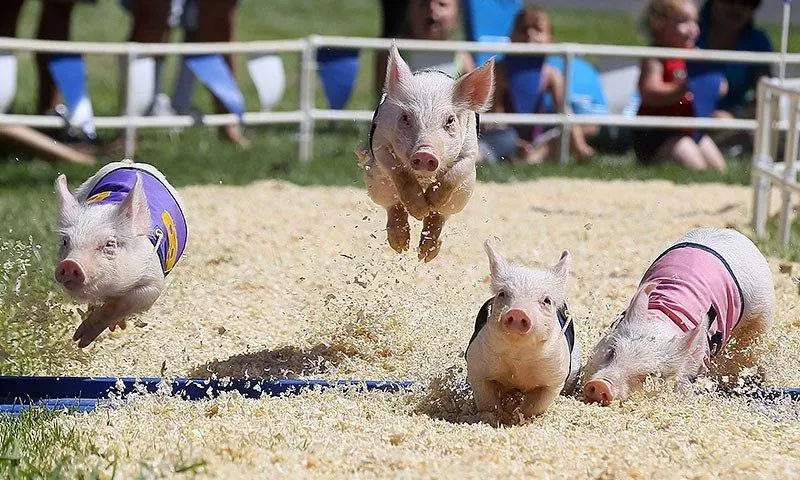 Pigs racing at Hounslow Urban Farm.