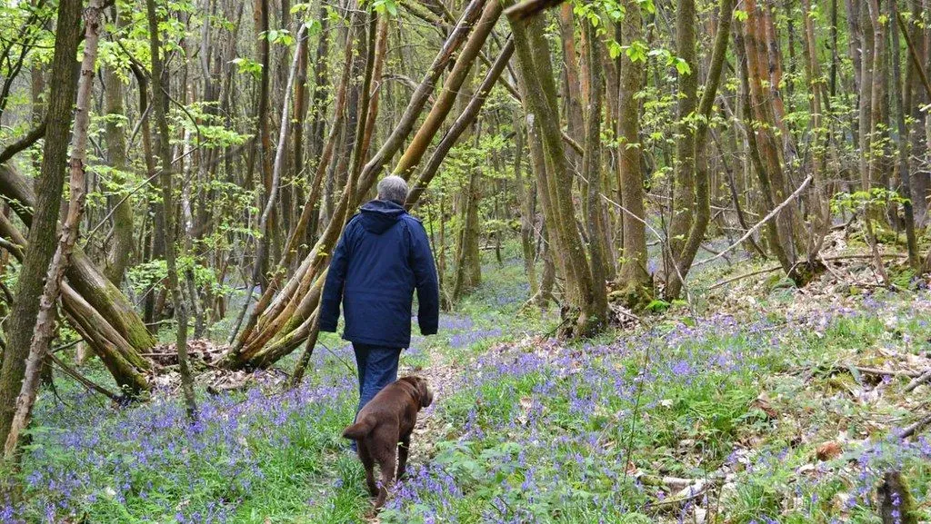 Man and dog walking in bluebell woods.
