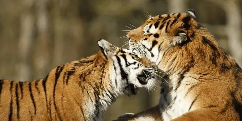 Two tigers playing with each other and embracing at Longleat.