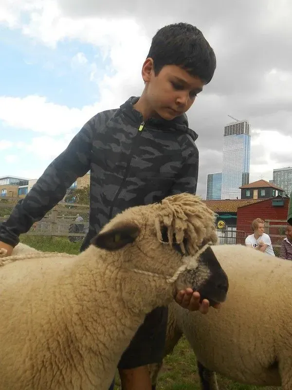 Child petting a sheep.