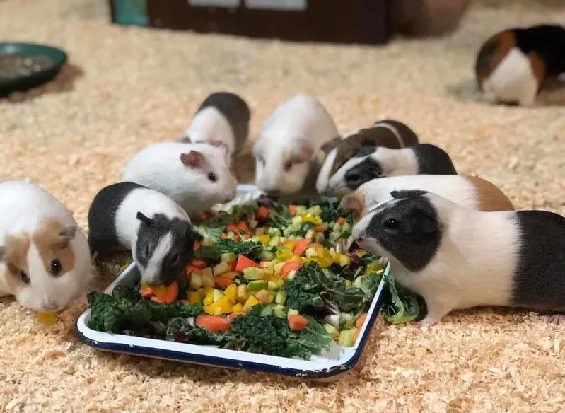 Guinea pigs eating a snack.