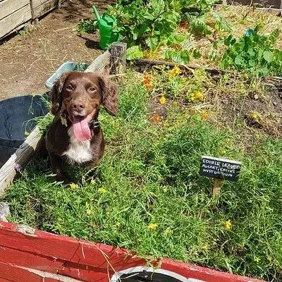 Dog in flower bed.