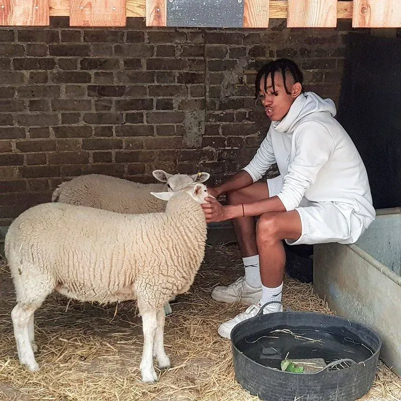 Boy petting a sheep in a pen.
