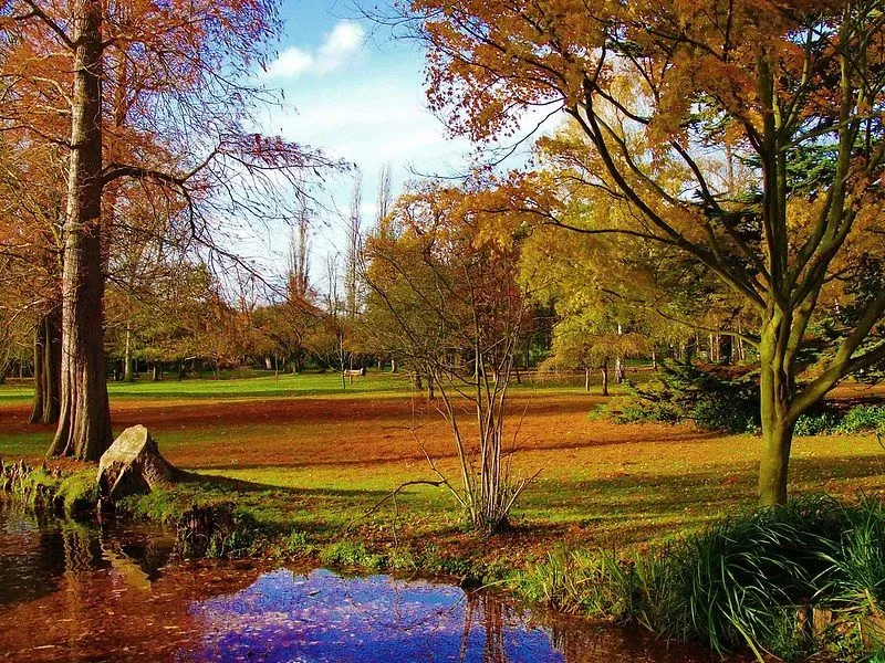 Bushy Park in autumn.