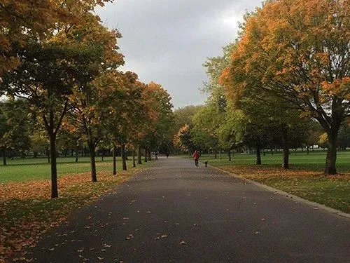 Avenue of Trees in Victoria Park.