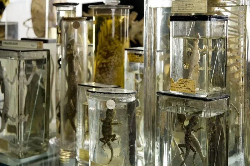 Lizards preserved in fluid and jars.