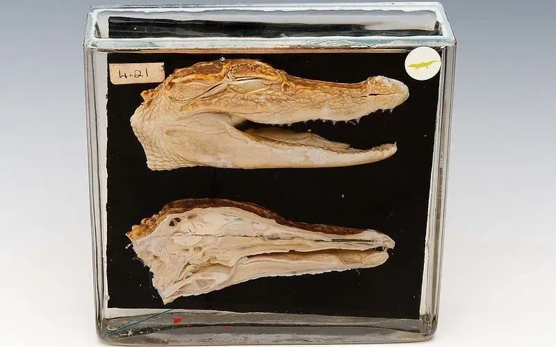 Crocodile head and skeleton