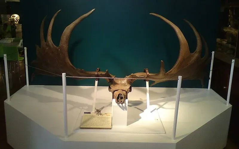 Skeleton of deer head.