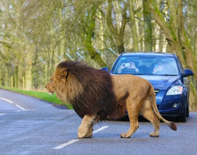 Lion crossing road in front of cars.
