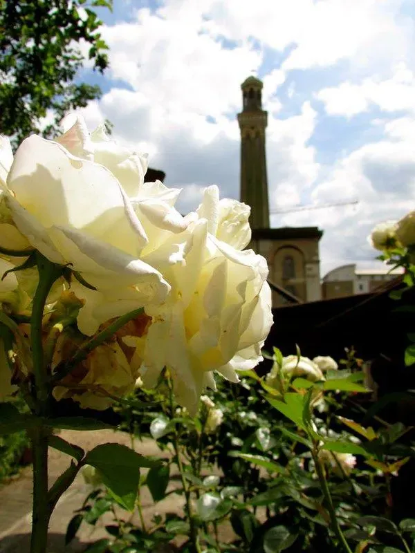 White rose in gardens of London Museum of Water & Steam.