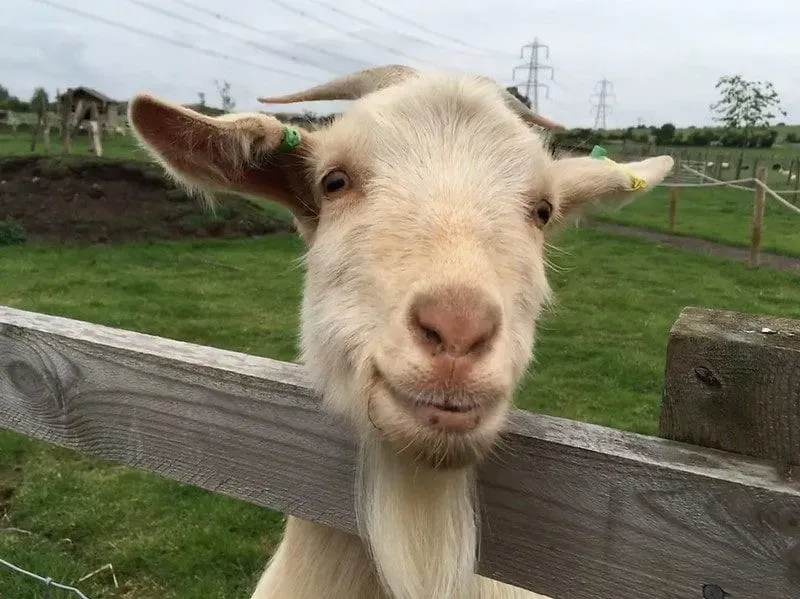 Smiling goat at Green Dragon Eco Farm.